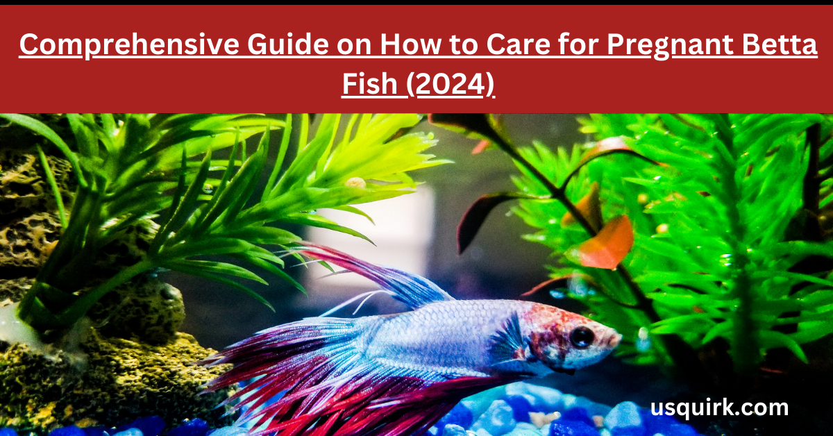 Comprehensive Guide On How To Care For Pregnant Betta Fish 2024 Usquirk   Aditya L1 मिशन 4 